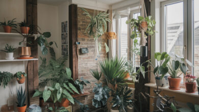 Indoor Plants for Elderly Homes